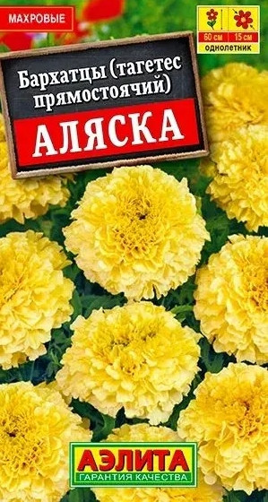 Бархатцы Аляска Аэлита