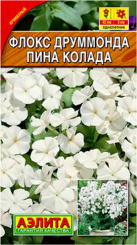 Флокс друммонда Пина Колада Аэлита