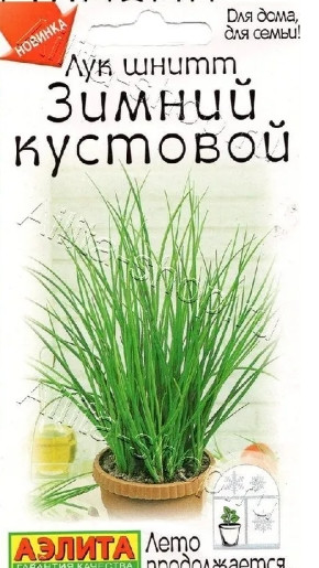 Лук шнитт Зимний Кустовой комнат.Аэ