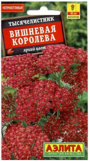 Тысячелистник Вишневая Королева