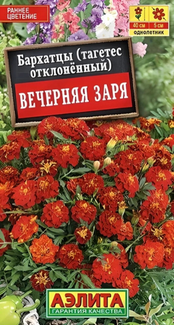 Бархатцы Вечерняя Заря Аэлита