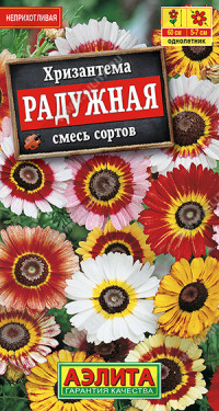 Хризантема Радужная Аэлита