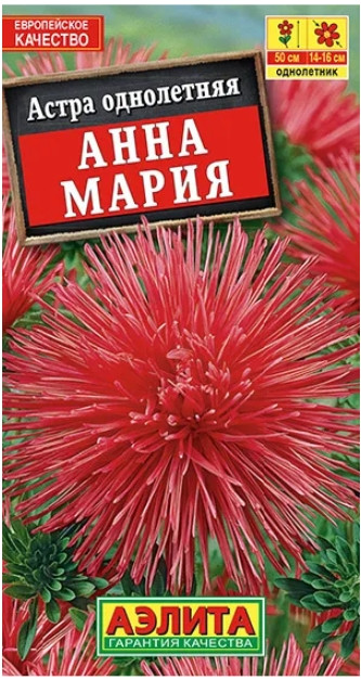 Астра Анна Мария красная