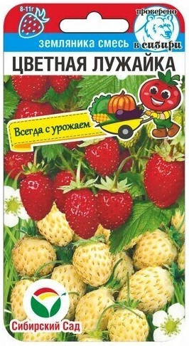 Земляника Цветная Лужайка Сиб.Сад