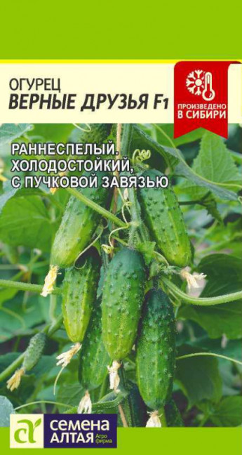 Огурец Верные Друзья F1 Сем.Алтая