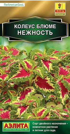 Колеус Блюме Нежность Аэлита