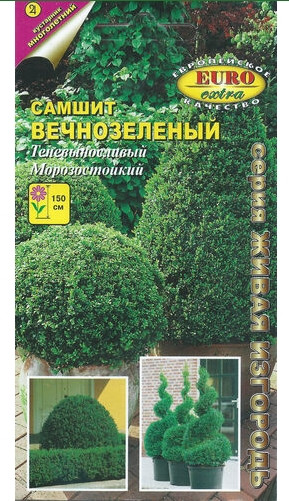 Самшит Вечнозеленый Аэлита