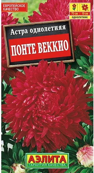 Астра Понте Веккио пионовидная