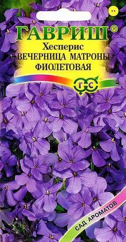 Хесперис Вечерница Матроны фиолетов