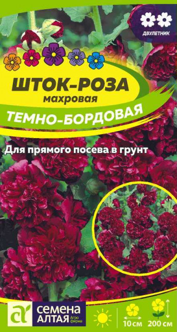 Шток-роза Темно-Бордовая Сем.Алтая