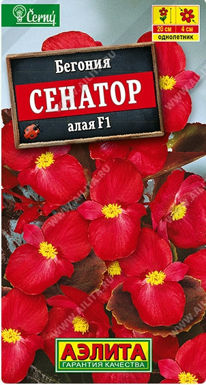 Бегония Сенатор Алая вечноцв.Аэлита