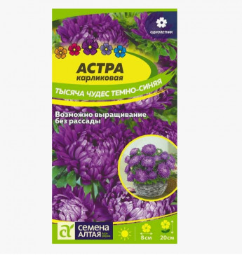 Астра Тысяча Чудес карликовая