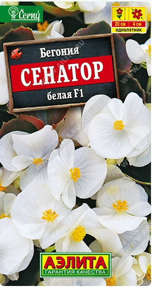 Бегония Сенатор Белая вечноцв.Аэлит