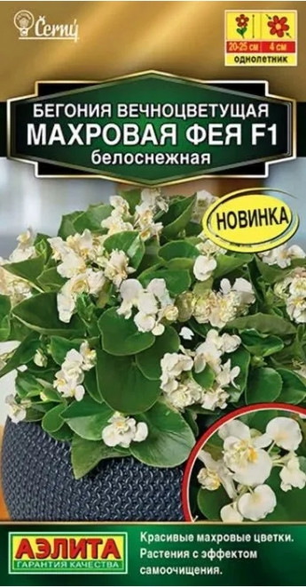 Бегония Фея Белоснежная Аэлита
