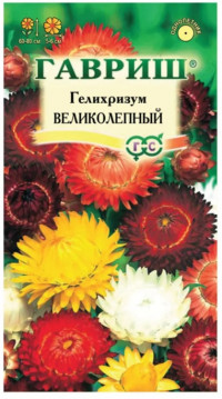 Гелихризум Великолепный